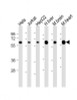 Western Blot at 1:2000 dilution Lane 1: Hela whole cell lysate Lane 2: Jurkat whole cell lysate Lane 3: HepG2 whole cell lysate Lane 4: human liver lysate Lane 5: mouse brain lysate Lane 6: mouse heart lysate Lysates/proteins at 20 ug per lane.