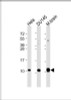 Western Blot at 1:2000 dilution Lane 1: Hela whole cell lysate Lane 2: DU145 whole cell lysate Lane 3: mouse brain lysate Lysates/proteins at 20 ug per lane.