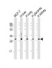 Western Blot at 1:2000-1:4000 dilution Lane 1: MCF-7 whole cell lysate Lane 2: human liver lysate Lane 3: human lung lysate Lane 4: human placenta lysate Lane 5: human kidney lysate Lysates/proteins at 20 ug per lane.