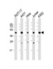 Western Blot at 1:2000 dilution Lane 1: 293T/17 whole cell lysate Lane 2: A431 whole cell lysate Lane 3: Hela whole cell lysate Lane 4: Jurkat whole cell lysate Lane 5: K562 whole cell lysate Lysates/proteins at 20 ug per lane.