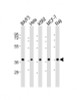 Western Blot at 1:2000 dilution Lane 1: BA/F3 whole cell lysate Lane 2: Hela whole cell lysate Lane 3: K562 whole cell lysate Lane 4: MCF-7 whole cell lysate Lane 5: Raji whole cell lysate Lysates/proteins at 20 ug per lane.