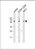 Western Blot at 1:2000 dilution Lane 1: Jurkat whole cell lysate Lane 2: CCRF-CEM whole cell lysate Lane 3: A673 whole cell lysate Lysates/proteins at 20 ug per lane.