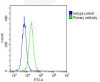 Overlay histogram showing Hela cells stained with Antibody (green line) . The cells were fixed with 2% paraformaldehyde (10 min) and then permeabilized with 90% methanol for 10 min. The cells were then icubated in 2% bovine serum albumin to block non-specific protein-protein interactions followed by the antibody (1:25 dilution) for 60 min at 37ºC. The secondary antibody used was Goat-Anti-Rabbit IgG, DyLight 488 Conjugated Highly Cross-Adsorbed (OH191631) at 1/200 dilution for 40 min at 37ºC. Isotype control antibody (blue line) was rabbit IgG (1ug/1x10^6 cells) used under the same conditions. Acquisition of >10, 000 events was performed.