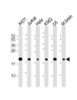 Western Blot at 1:2000 dilution Lane 1: A431 whole cell lysate Lane 2: Jurkat whole cell lysate Lane 3: Hela whole cell lysate Lane 4: K562 whole cell lysate Lane 5: C6 whole cell lysate Lane 6: mouse brain lysate Lysates/proteins at 20 ug per lane.