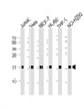 Western Blot at 1:2000 dilution Lane 1: Jurkat whole cell lysate Lane 2: Hela whole cell lysate Lane 3: MCF-7 whole cell lysate Lane 4: HL-60 whole cell lysate Lane 5: THP-1 whole cell lysate Lane 6: NCI-H292 whole cell lysate Lysates/proteins at 20 ug per lane.