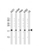 Western Blot at 1:2000 dilution Lane 1: A431 whole cell lysate Lane 2: Jurkat whole cell lysate Lane 3: Hela whole cell lysate Lane 4: K562 whole cell lysate Lane 5: C6 whole cell lysate Lysates/proteins at 20 ug per lane.