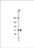 Western Blot at 1:2000 dilution + 293 whole cell lysate Lysates/proteins at 20 ug per lane.