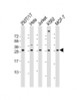 Western Blot at 1:2000 dilution Lane 1: 293T/17 whole cell lysate Lane 2: Hela whole cell lysate Lane 3: Jurkat whole cell lysate Lane 4: K562 whole cell lysate Lane 5: MCF-7 whole cell lysate Lysates/proteins at 20 ug per lane.