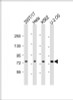 Western Blot at 1:2000 dilution Lane 1: 293T/17 whole cell lysate Lane 2: Hela whole cell lysate Lane 3: K562 whole cell lysate Lane 4: U-2 OS whole cell lysate Lysates/proteins at 20 ug per lane.