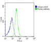 Overlay histogram showing U-2OS cells stained with Antibody (green line) . The cells were fixed with 2% paraformaldehyde (10 min) and then permeabilized with 90% methanol for 10 min. The cells were then icubated in 2% bovine serum albumin to block non-specific protein-protein interactions followed by the antibody (1:25 dilution) for 60 min at 37ºC. The secondary antibody used was Goat-Anti-Rabbit IgG, DyLight 488 Conjugated Highly Cross-Adsorbed (OH191631) at 1/200 dilution for 40 min at 37ºC. Isotype control antibody (blue line) was rabbit IgG (1ug/1x10^6 cells) used under the same conditions. Acquisition of >10, 000 events was performed.