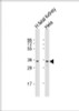 Western Blot at 1:2000 dilution Lane 1: human fetal kidney lysate Lane 2: Hela whole cell lysate Lysates/proteins at 20 ug per lane.