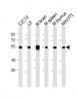 Western Blot at 1:2000 dilution Lane 1: C2C12 whole cell lysate Lane 2: L6 whole cell lysate Lane 3: mouse brain lysate Lane 4: mouse spleen whole cell lysate Lane 5: mouse thymus lysate Lane 6: NIH/3T3 whole cell lysate Lysates/proteins at 20 ug per lane.