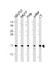 Western Blot at 1:2000 dilution Lane 1: NIH/3T3 whole cell lysate Lane 2: BA/F3 whole cell lysate Lane 3: Hela whole cell lysate Lane 4: Jurkat whole cell lysate Lane 5: C6 whole cell lysate Lysates/proteins at 20 ug per lane.