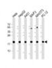 Western Blot at 1:2000 dilution Lane 1: Hela whole cell lysate Lane 2: HepG2 whole cell lysate Lane 3: A431 whole cell lysate Lane 4: BA/F3 whole cell lysate Lane 5: NIH/3T3 whole cell lysate lane 6: PC-12 whole cell lysate Lysates/proteins at 20 ug per lane.