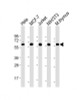 Western Blot at 1:2000 dilution Lane 1: Hela whole cell lysate Lane 2: MCF-7 whole cell lysate Lane 3: Jurkat whole cell lysate Lane 4: NIH/3T3 whole cell lysate Lane 5: mouse thymus lysate Lysates/proteins at 20 ug per lane.