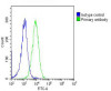 Overlay histogram showing Hela cells stained with Antibody (green line) . The cells were fixed with 2% paraformaldehyde (10 min) and then permeabilized with 90% methanol for 10 min. The cells were then icubated in 2% bovine serum albumin to block non-specific protein-protein interactions followed by the antibody (1:25 dilution) for 60 min at 37ºC. The secondary antibody used was Goat-Anti-Rabbit IgG, DyLight 488 Conjugated Highly Cross-Adsorbed (OH191631) at 1/200 dilution for 40 min at 37ºC. Isotype control antibody (blue line) was rabbit IgG (1ug/1x10^6 cells) used under the same conditions. Acquisition of >10, 000 events was performed.