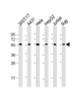 Western Blot at 1:2000 dilution Lane 1: 293T/17 whole cell lysate Lane 2: A431 whole cell lysate Lane 3: Hela whole cell lysate Lane 4: HepG2 whole cell lysate Lane 5: Jurkat whole cell lysate Lane 6: Raji whole cell lysate Lysates/proteins at 20 ug per lane.
