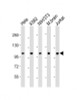 Western Blot at 1:2000 dilution Lane 1: Hela whole cell lysate Lane 2: K562 whole cell lysate Lane 3: NIH/3T3 whole cell lysate Lane 4: mouse brain lysate Lane 5: Jurkat whole cell lysate Lysates/proteins at 20 ug per lane.