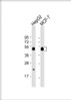 Western Blot at 1:8000 dilution Lane 1: HepG2 whole cell lysate Lane 2: MCF-7 whole cell lysate Lysates/proteins at 20 ug per lane.