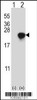 Western blot analysis of ARL2 using rabbit polyclonal ARL2 Antibody (D170) using 293 cell lysates (2 ug/lane) either nontransfected (Lane 1) or transiently transfected (Lane 2) with the ARL2 gene.