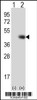 Western blot analysis of TPST1 using rabbit polyclonal TPST1 Antibody (K351) using 293 cell lysates (2 ug/lane) either nontransfected (Lane 1) or transiently transfected (Lane 2) with the TPST1 gene.