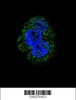 Confocal immunofluorescent analysis of AGL Antibody with HepG2 cell followed by Alexa Fluor 488-conjugated goat anti-rabbit lgG (green) . DAPI was used to stain the cell nuclear (blue) .