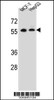 Western blot analysis in MCF-7?HepG2 cell line lysates (35ug/lane) .