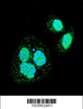 Confocal immunofluorescent analysis of HSF1 Sumoylation Site Antibody with Hela cell followed by Alexa Fluor 488-conjugated goat anti-rabbit lgG (green) . DAPI was used to stain the cell nuclear (blue) .