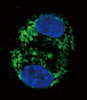 Confocal immunofluorescent analysis of CPT2 Antibody with HepG2 cell followed by Alexa Fluor 488-conjugated goat anti-rabbit lgG (green) .DAPI was used to stain the cell nuclear (blue) .
