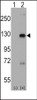 Western blot analysis of DAAM1 using rabbit polyclonal DAAM1 Antibody (Human C-term) using 293 cell lysates (2 ug/lane) either nontransfected (Lane 1) or transiently transfected with the DAAM1 gene (Lane 2) .