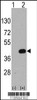 Western blot analysis of WIF1 using rabbit polyclonal WIF1 Antibody using 293 cell lysates (2 ug/lane) either nontransfected (Lane 1) or transiently transfected with the WIF1 gene (Lane 2) .