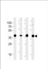 Western blot analysis of lysates from 293, RD, mouse NIH/3T3, rat L6 cell line (from left to right) , using ALDOA Antibody at 1:1000 at each lane.