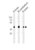 Western blot analysis of lysates from human brain, mouse cerebellum and rat brain tissue lysate (from left to right) , using ALDOC Antibody at 1:1000 at each lane.