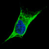 Fluorescent confocal image of SY5Y cells stained with Vimentin antibody. SY5Y cells were fixed with 4% PFA (20 min) , permeabilized with Triton X-100 (0.2%, 30 min) . Cells were then incubated with Antibody Vimentin primary antibody (1:100, 2 h at room temperature) . For secondary antibody, Alexa Fluor 488 conjugated donkey anti-rabbit antibody (green) was used (1:1000, 1h) . Nuclei were counterstained with Hoechst 33342 (blue) (10 ug/ml, 5 min) . Note the highly specific localization of the Vimentin immunosignal to the cytoskeleton, supported by Human Protein Atlas Data (http://www.proteinatlas.org/ENSG00000026025) .