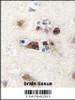 Formalin-fixed and paraffin-embedded human brain tissue reacted with LGR5/GPR49 antibody, which was peroxidase-conjugated to the secondary antibody, followed by DAB staining.