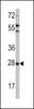 Western blot analysis of OPRS1 using rabbit polyclonal OPRS1 Antibody.293 cell lysates (2 ug/lane) either nontransfected (Lane 1) or transiently transfected with the OPRS1 gene (Lane 2) .