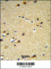 CYP26A1 Antibody IHC analysis in formalin fixed and paraffin embedded brain tissue followed by peroxidase conjugation of the secondary antibody and DAB staining.