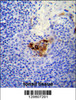 MCAM Antibody immunohistochemistry analysis in formalin fixed and paraffin embedded human tonsil tissue followed by peroxidase conjugation of the secondary antibody and DAB staining.