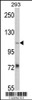 Western blot analysis of AASS Antibody in 293 cell line lysates (35ug/lane)