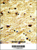 Formalin-fixed and paraffin-embedded human brain tissue with EXOSC8 Antibody, which was peroxidase-conjugated to the secondary antibody, followed by DAB staining.