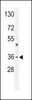 Western blot analysis in A549 cell line lysates (35ug/lane) .