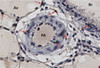 Rat lung, taken with 40x objective. Immunohistochemistry with RFC2 Antibody (N-term) , 1:200 dilution, counter stained with Hematoxylin. Positive cells identified with arrows. Av-Alveoli, Br-Bronchus, Pa-Pulmonary Artery. (Provided by Hirotaka Ata, University of South Alabama, Dept of Biochem and Mol Biol)