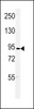 Western blot analysis of DLG7 Antibody in 293 cell line lysates (35ug/lane)