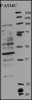 Western blot analysis of anti in rat PASMC cell line lysates (35ug/lane) .