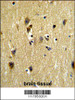 Formalin-fixed and paraffin-embedded human testis tissue reacted with STIP1 Antibody, which was peroxidase-conjugated to the secondary antibody, followed by DAB staining.