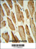 Formalin-fixed and paraffin-embedded human skeletal muscle reacted with POLG2 Antibody, which was peroxidase-conjugated to the secondary antibody, followed by DAB staining.
