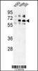 Western blot analysis of TRIP13 Antibody in K562, Hela, 293 cell line lysates (35ug/lane)