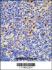 Formalin-fixed and paraffin-embedded human lymph tissue reacted with LTA4H Antibody, which was peroxidase-conjugated to the secondary antibody, followed by DAB staining.