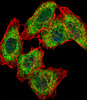 Fluorescent confocal image of U251 cell stained with .U251 cells were fixed with 4% PFA (20 min) , permeabilized with Triton X-100 (0.1%, 10 min) , then incubated with PA2G4 primary antibody (1:25) . For secondary antibody, Alexa Fluor 488 conjugated donkey anti-rabbit antibody (green) was used (1:400) .Cytoplasmic actin was counterstained with Alexa Fluor 555 (red) conjugated Phalloidin (7units/ml) . Nuclei were counterstained with DAPI (blue) (10 ug/ml, 10 min) .PA2G4 immunoreactivity is localized to Cytoplasm significantly and Nucleus weakly.