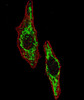 Fluorescent image of U251 cells stained with HSPD1 antibody. U251 cells were fixed with 4% PFA (20 min) , permeabilized with Triton X-100 (0.2%, 30 min) . Cells were then incubated with HSPD1 primary antibody (1:100, 2 h at room temperature) . For secondary antibody, Alexa Fluor 488 conjugated donkey anti-rabbit antibody (green) was used (1:1000, 1h) . Cytoplasmic actin was counterstained with Alexa Fluor 555 (red) conjugated Phalloidin (5.25 uM, 25 min) . Pictures were taken on a Biorevo microscope (BZ-900, Keyence) . Note the highly specific localization of the HSPD1 mainly to the mitochondria, supported by Human Protein Atlas Data (http://www.proteinatlas.org/ENSG00000144381) .